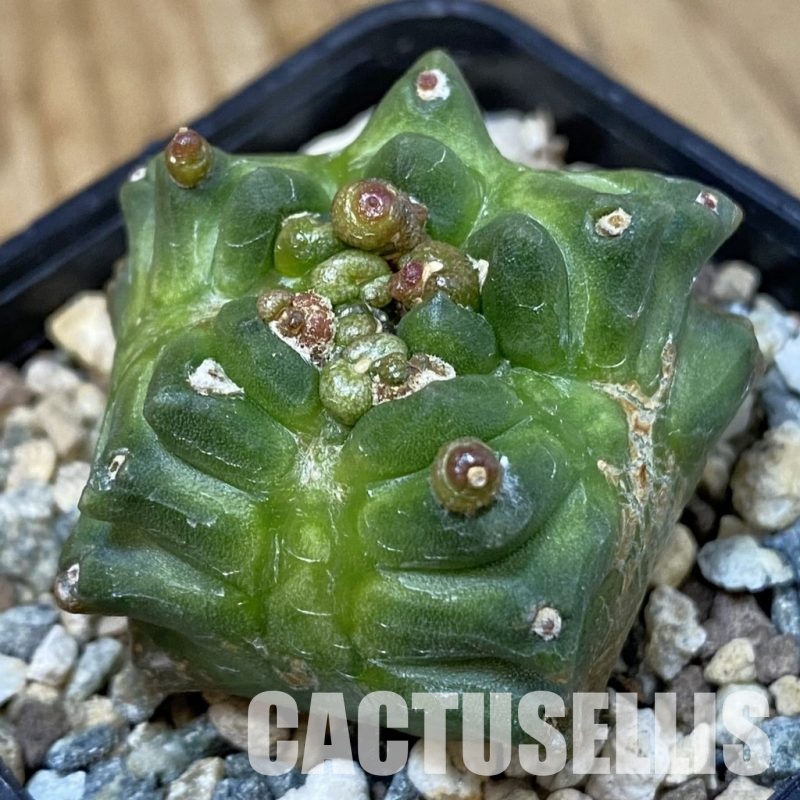 DP29065 Gymnocalycium mihanovichii ‘Transformer’