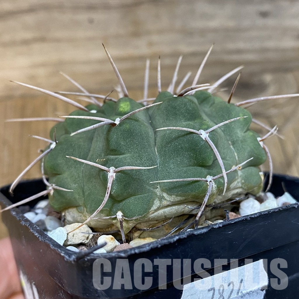 SH29012 Gymnocalycium vatteri, 6 years old - Image 3