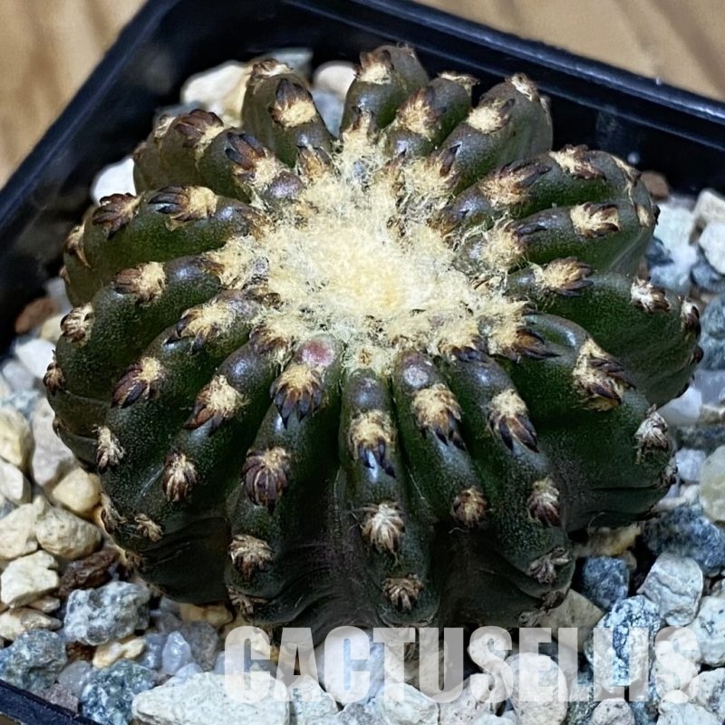DP29067 Discocactus horstii