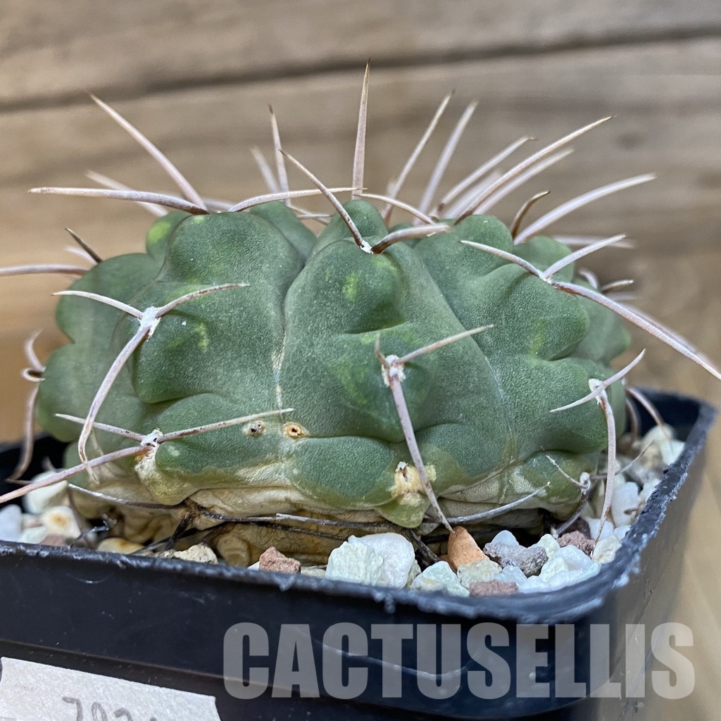 SH29012 Gymnocalycium vatteri, 6 years old - Image 2