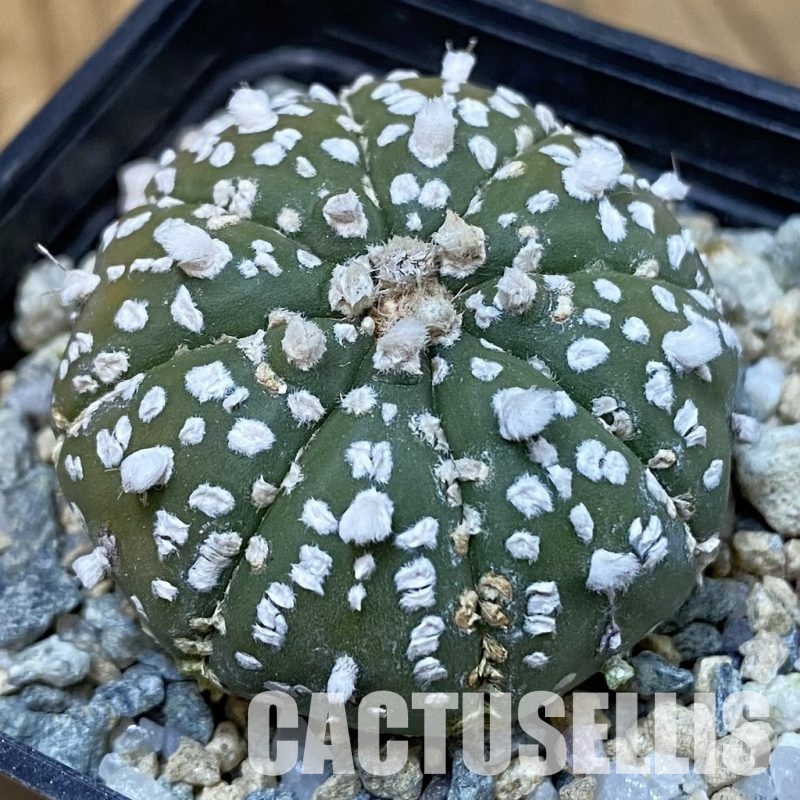 DP29070 Astrophytum asterias ‘Super Kabuto’ hybrid