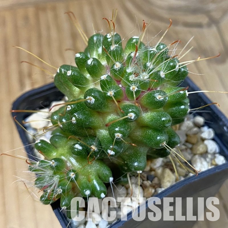 DP29071 Mammillaria moelleriana f. monstrosa