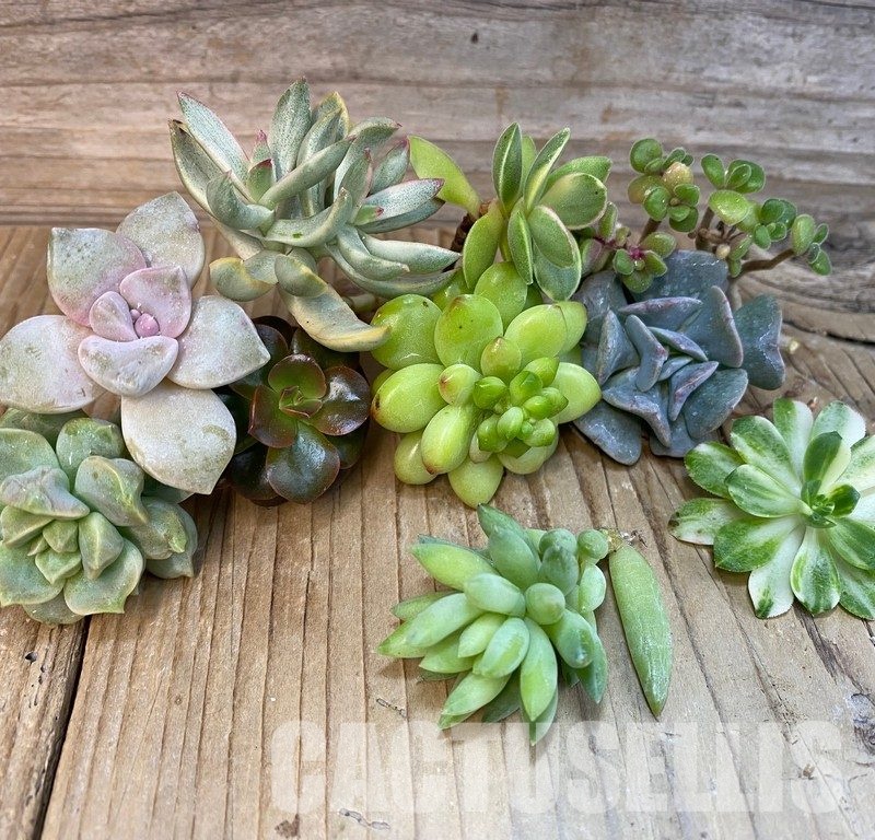 SH29072 Succulents mix, cuted