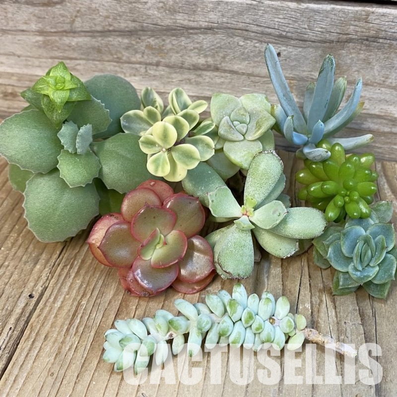 SH29073 Succulents mix, cuted