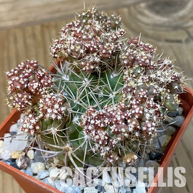 SH29013 Gymnocalycium sp. f. monstrosa