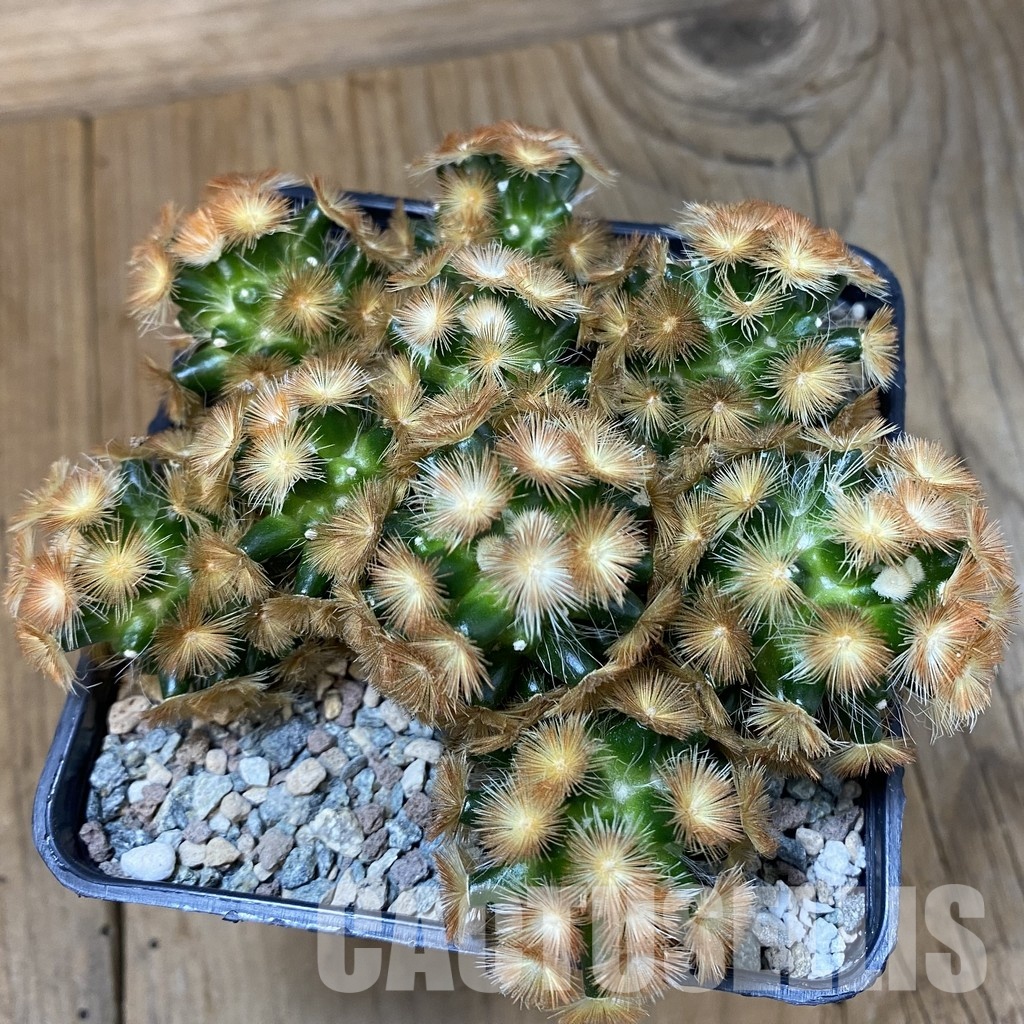 SH29006 Mammillaria carmenae ‘Buddha’ hybrid - Obrázek 2