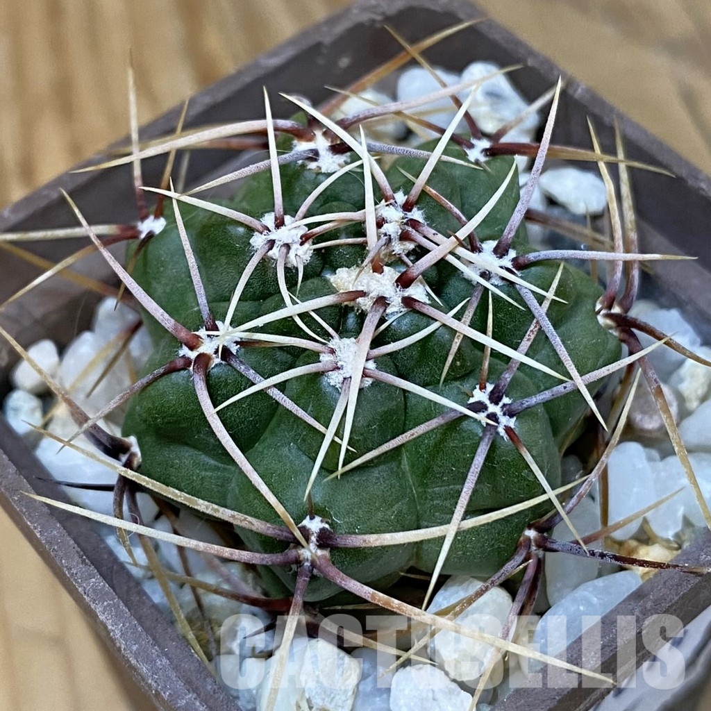 SH29014 Gymnocalycium monvillei v. gertrudae VG 1156