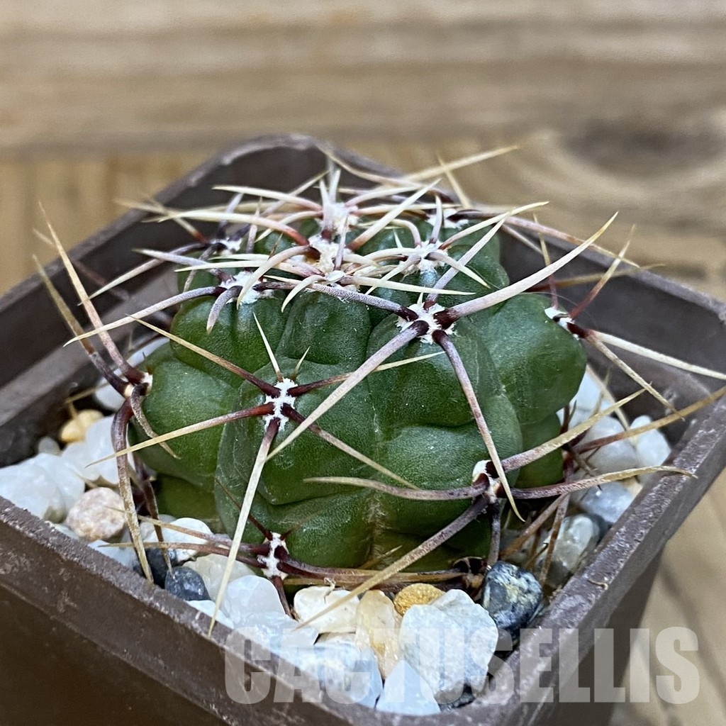 SH29014 Gymnocalycium monvillei v. gertrudae VG 1156 - Image 2