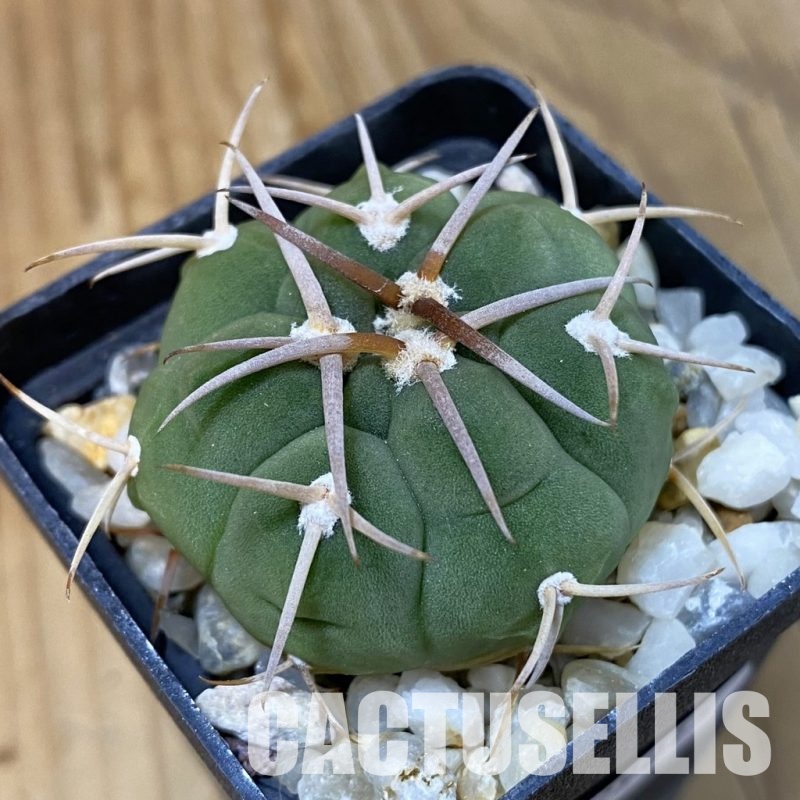 SH29015 Gymnocalycium bayrianum