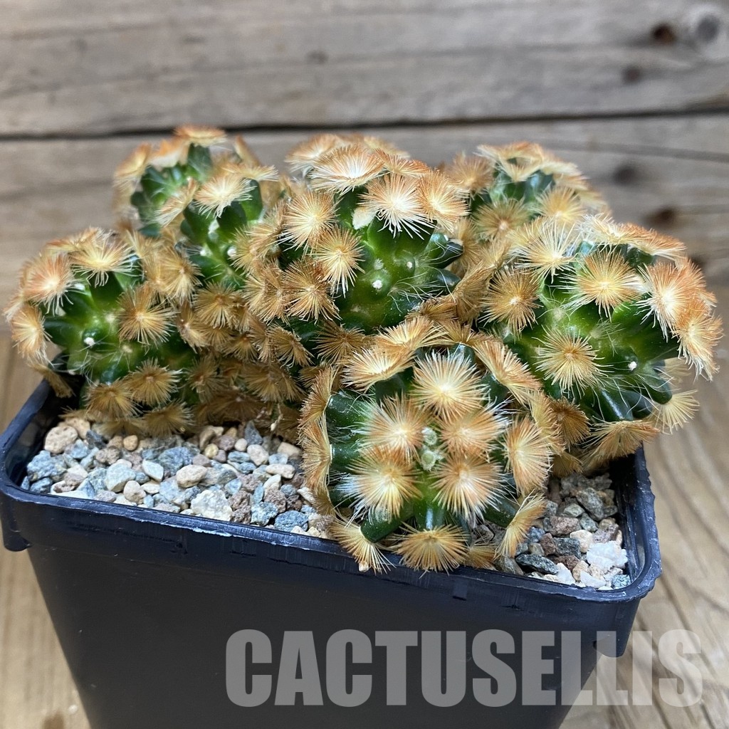 SH29006 Mammillaria carmenae ‘Buddha’ hybrid - Obrázek 3