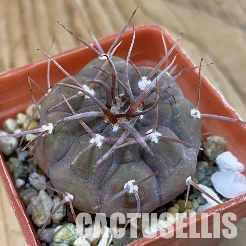 SH29017 Gymnocalycium bozsingianum KK 335.5