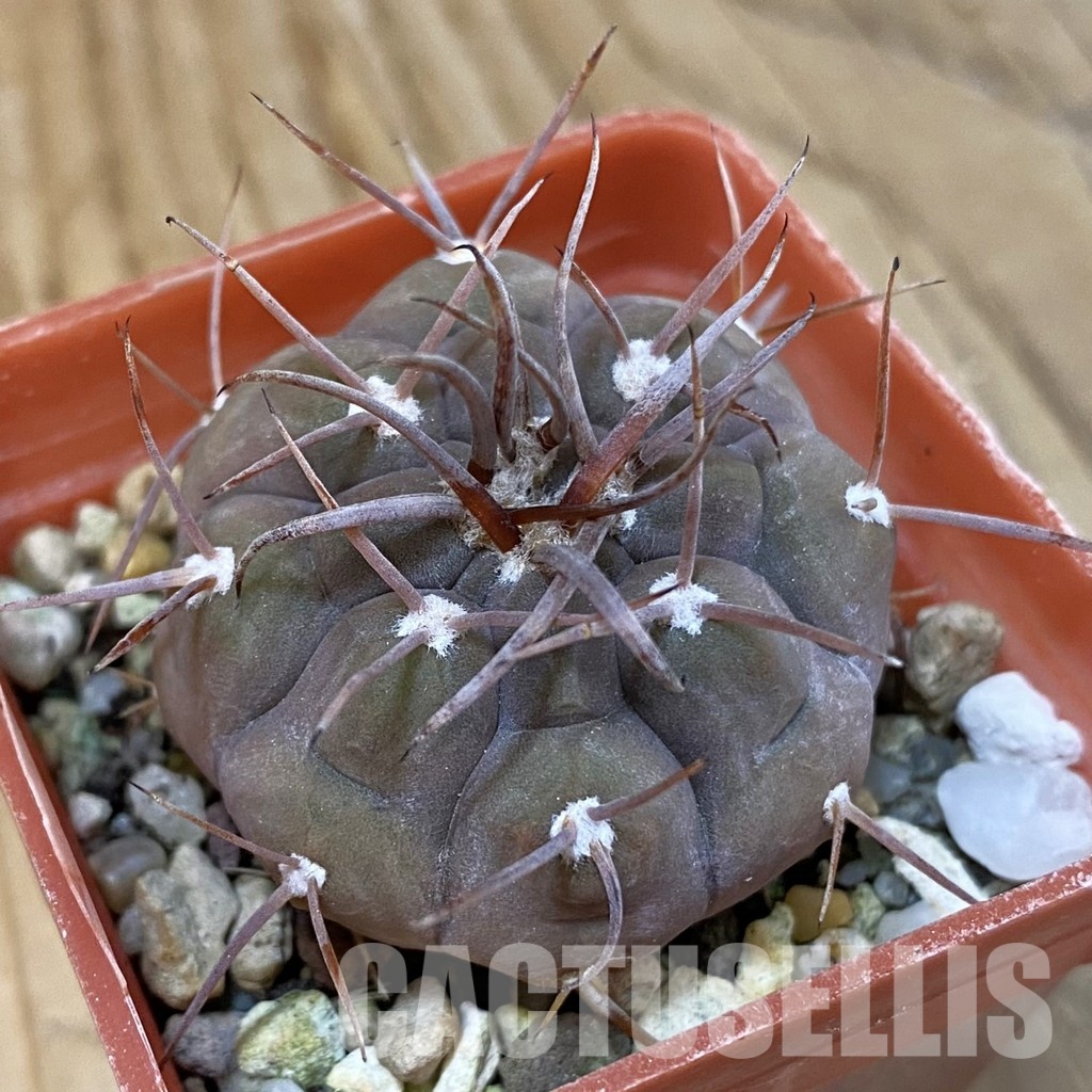 SH29017 Gymnocalycium bozsingianum KK 335.5