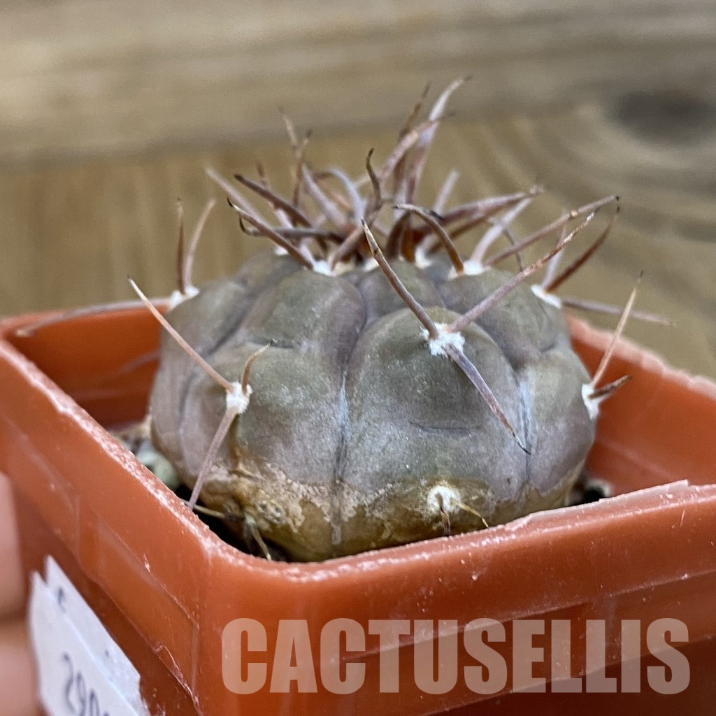 SH29017 Gymnocalycium bozsingianum KK 335.5 - Image 2
