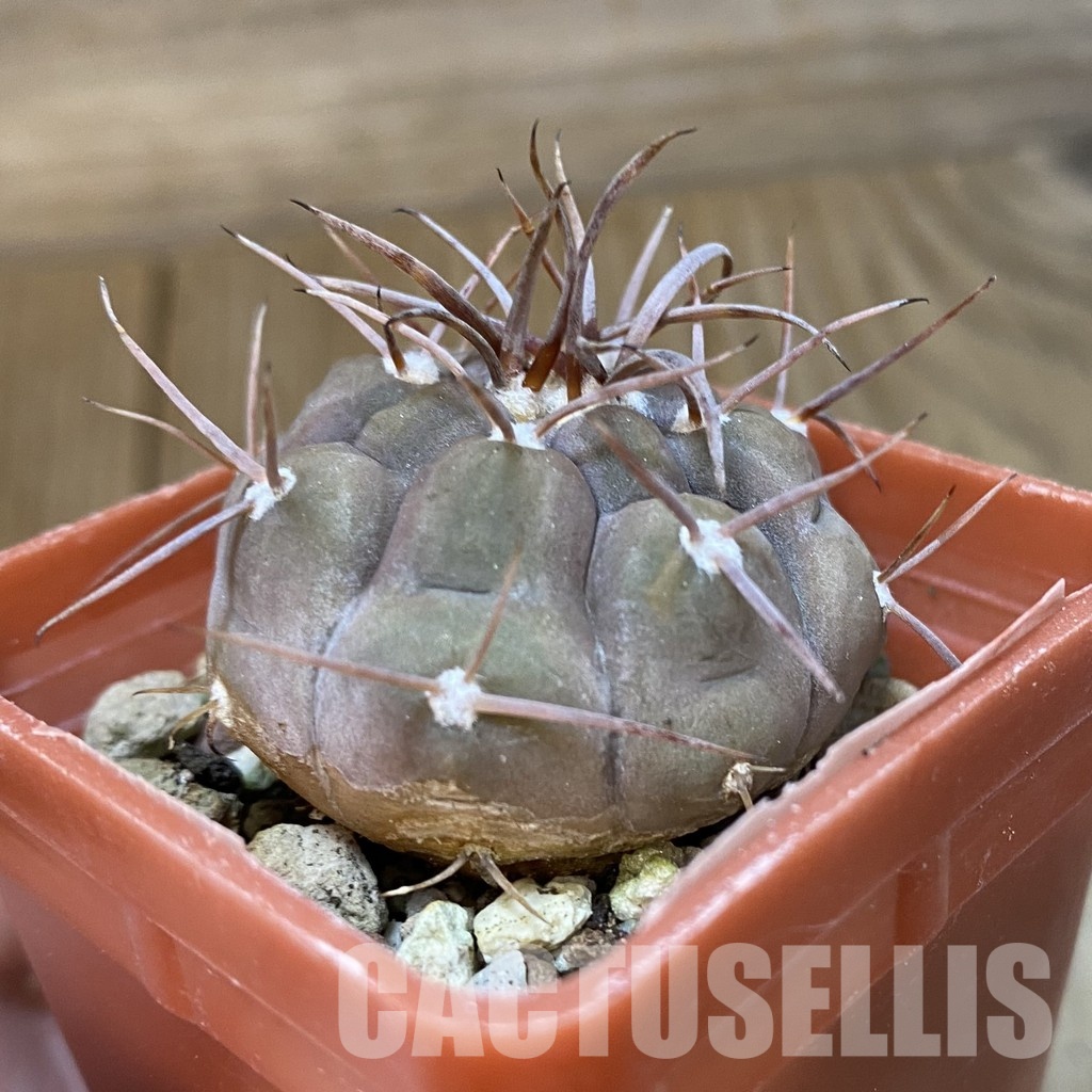 SH29017 Gymnocalycium bozsingianum KK 335.5 - Image 3