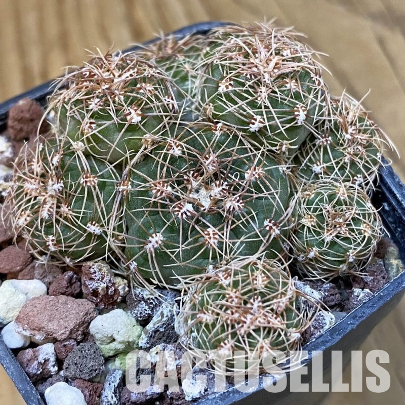 SH29018 Gymnocalycium bruchii v. hossei