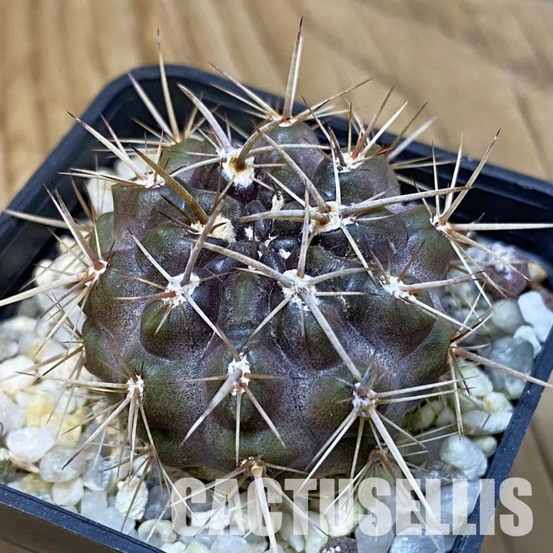 SH29020 Horridocactus sp.