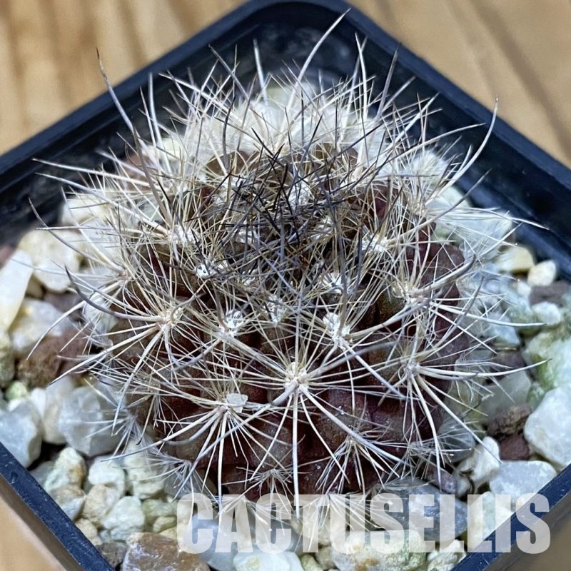 SH29021 Neoporteria nidus