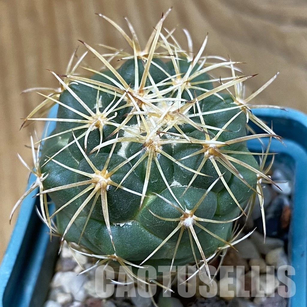 SH29022 Coryphantha andreae