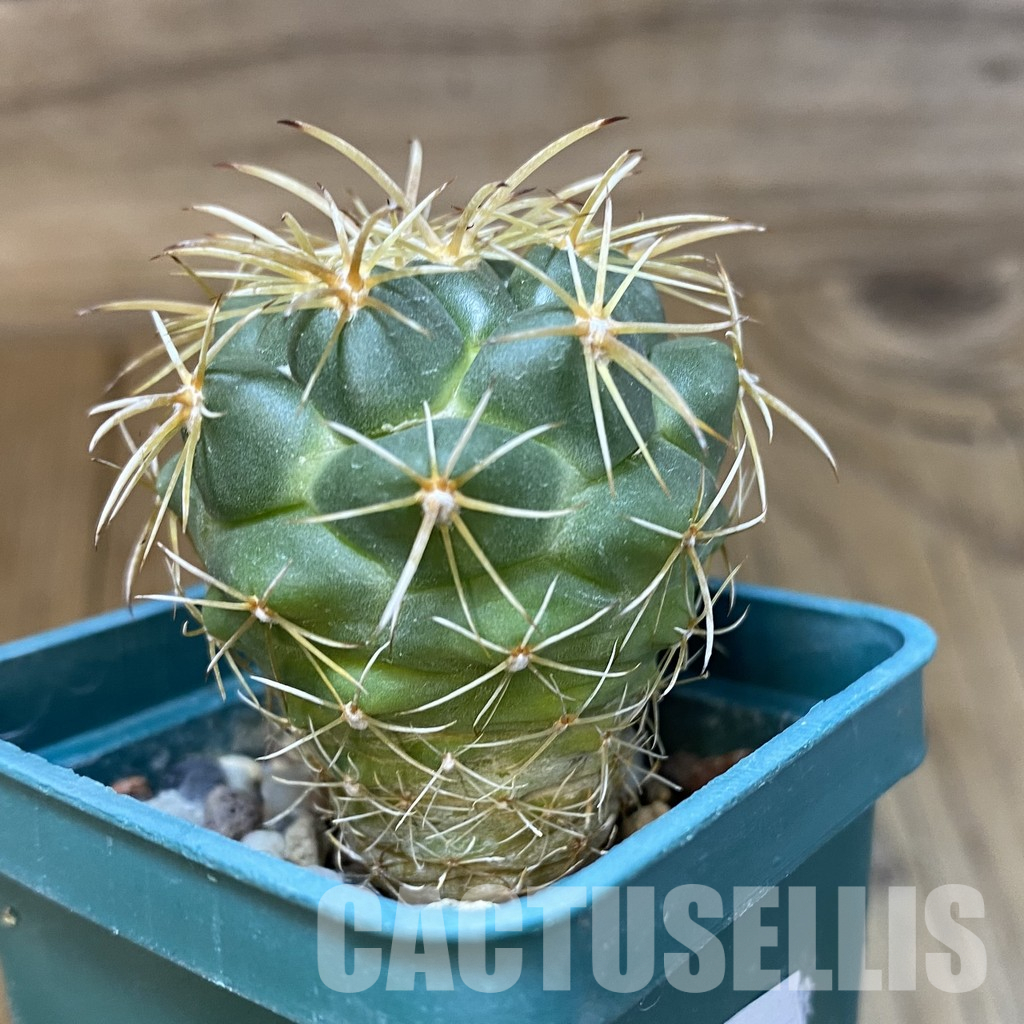 SH29022 Coryphantha andreae - Image 2