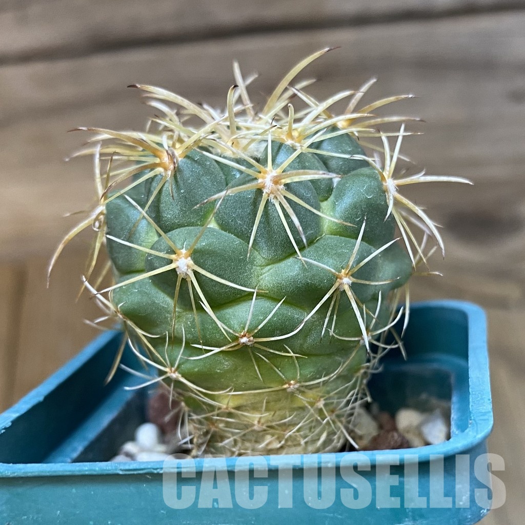 SH29022 Coryphantha andreae - Image 3