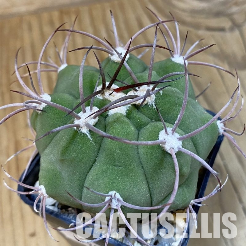 SH29023 Gymnocalycium saglionis