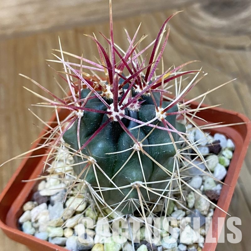 SH29024 Ferocactus gracilis