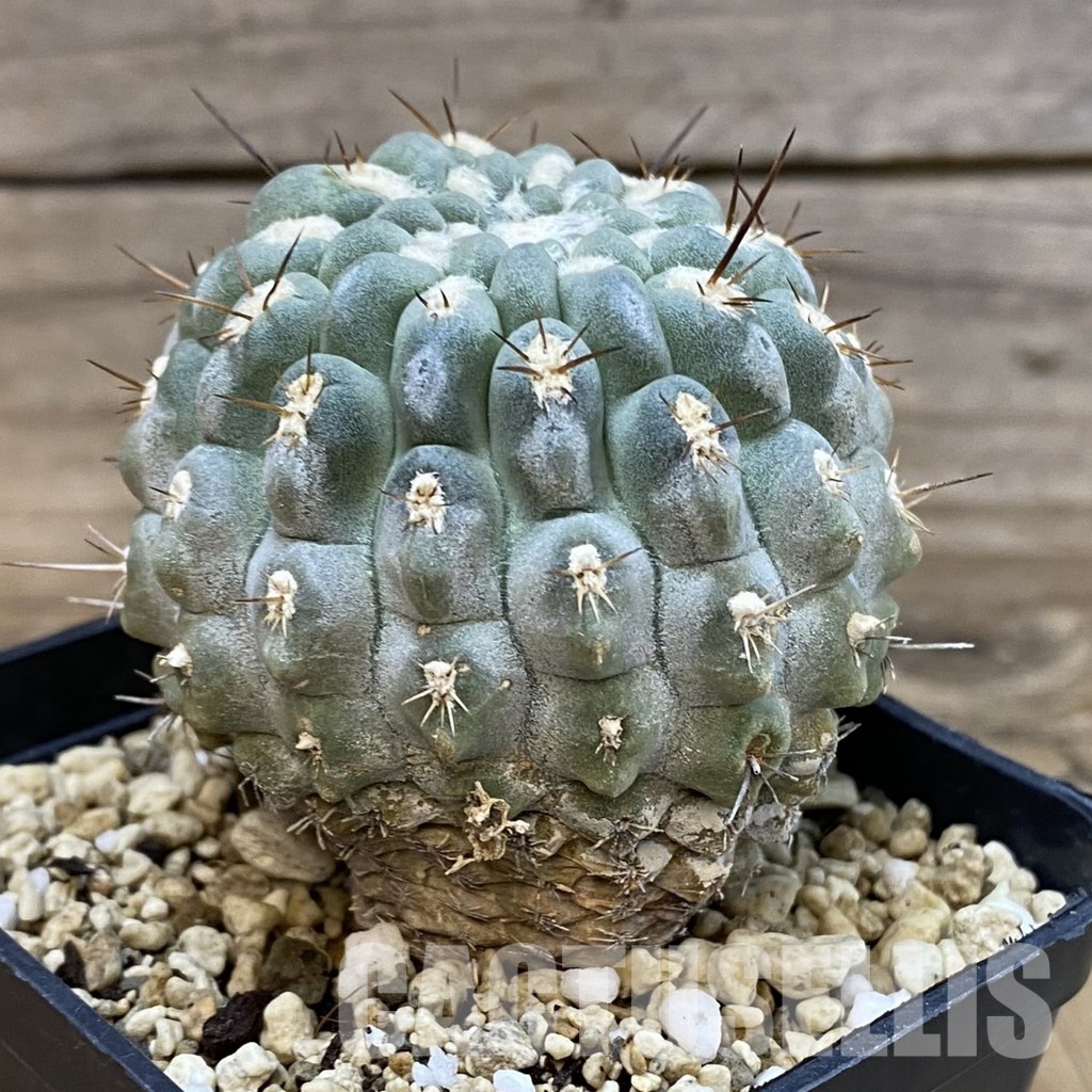 SH29007 Eriosyce deherdtiana, 7 years old - Obrázek 2