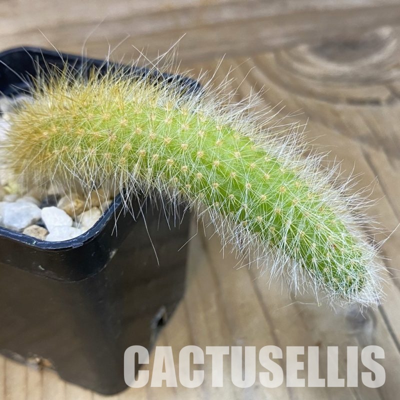 SH29025 Hildewintera colademononis, seedling