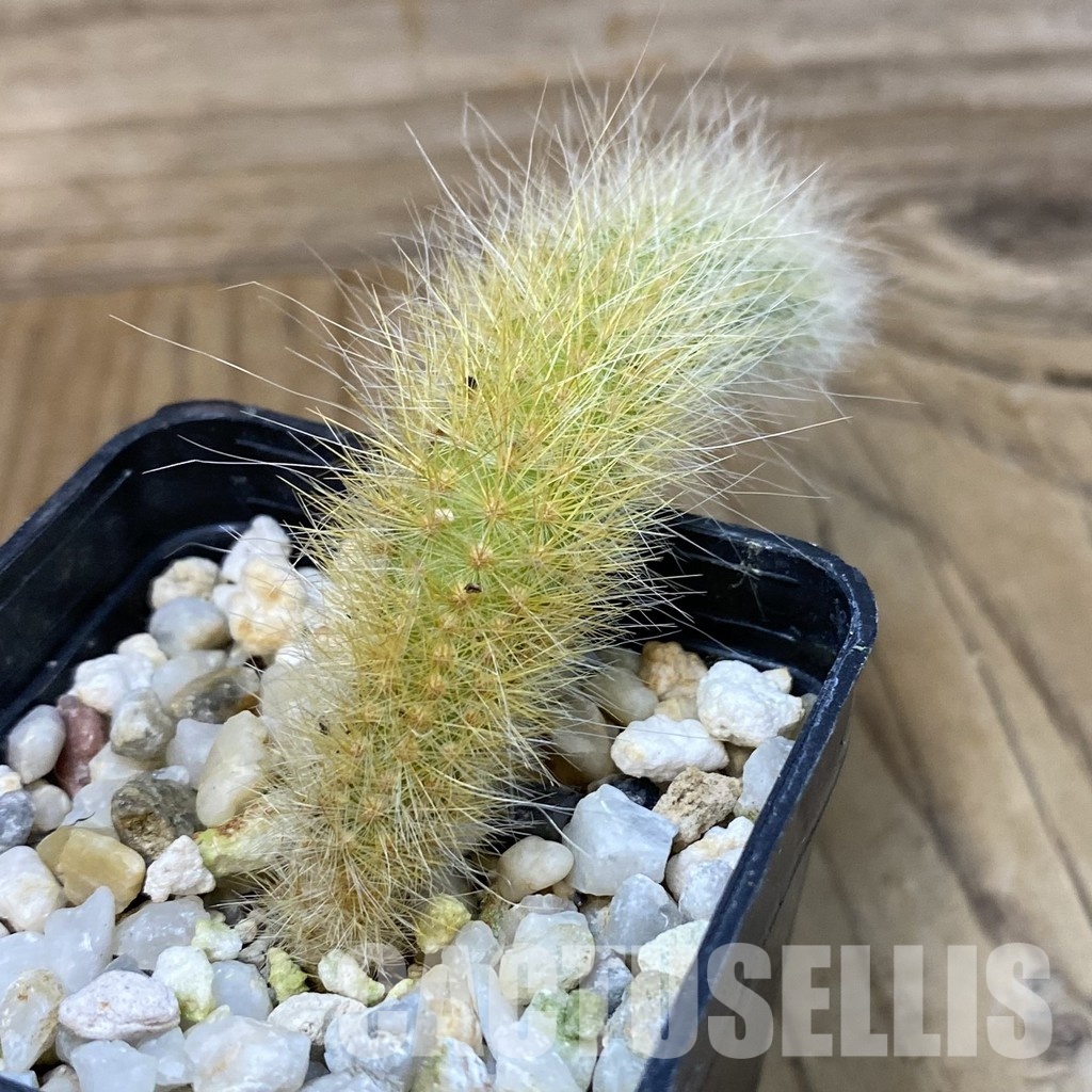 SH29025 Hildewintera colademononis, seedling - Image 2