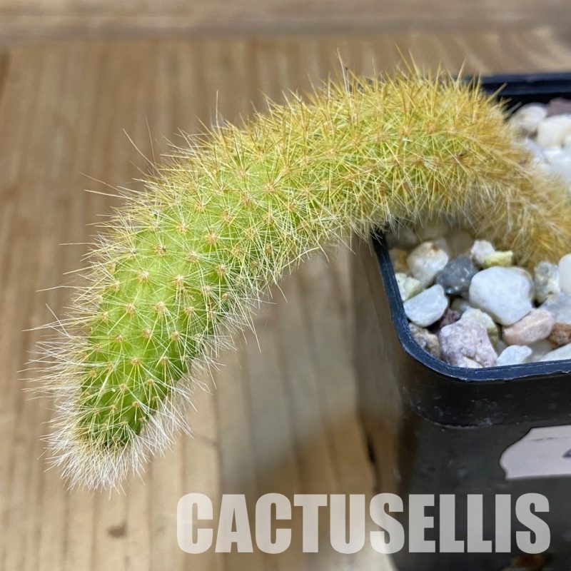 SH29026 Hildewintera colademononis, seedling