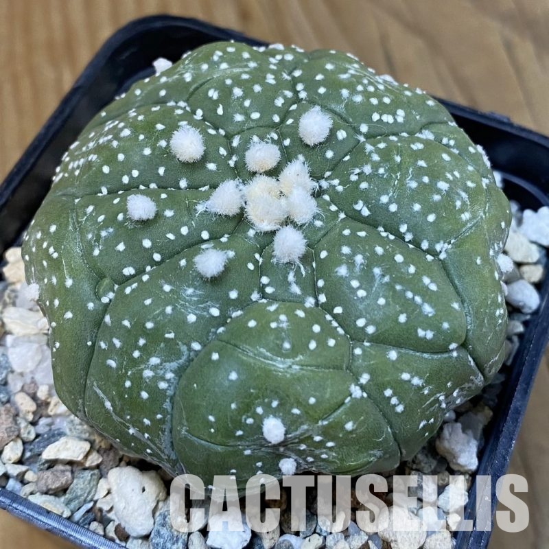 SH29027 Astrophytum asterias ‘Kikko’, 5-ribs