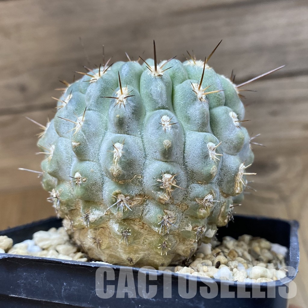 SH29007 Eriosyce deherdtiana, 7 years old - Obrázek 3