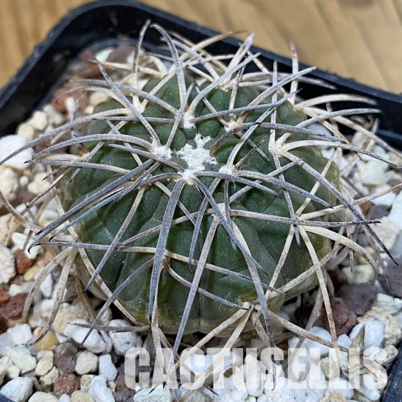 SH29028 Gymnocalycium spegazzinii v. horizonthalonium, 6 years old