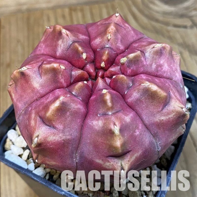 SH29029 Gymnocalycium mihanovichii ‘Day Dream’, seedling