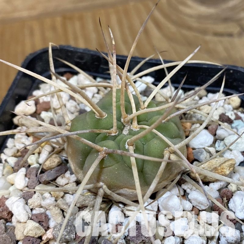 SH29030 Gymnocalycium armatum, 6 years old