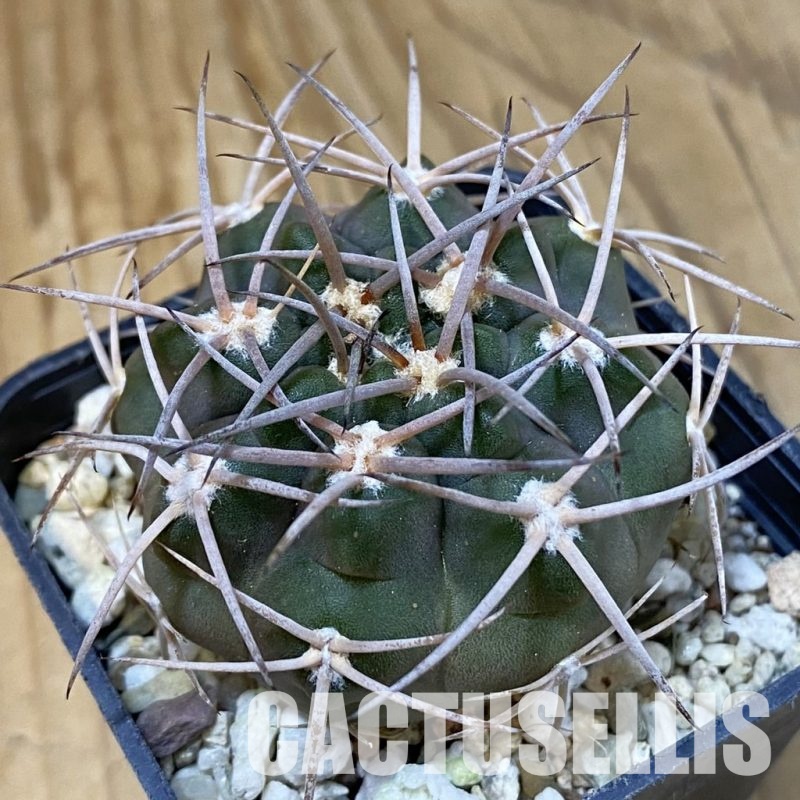 SH29032 Gymnocalycium nidulans VG 199