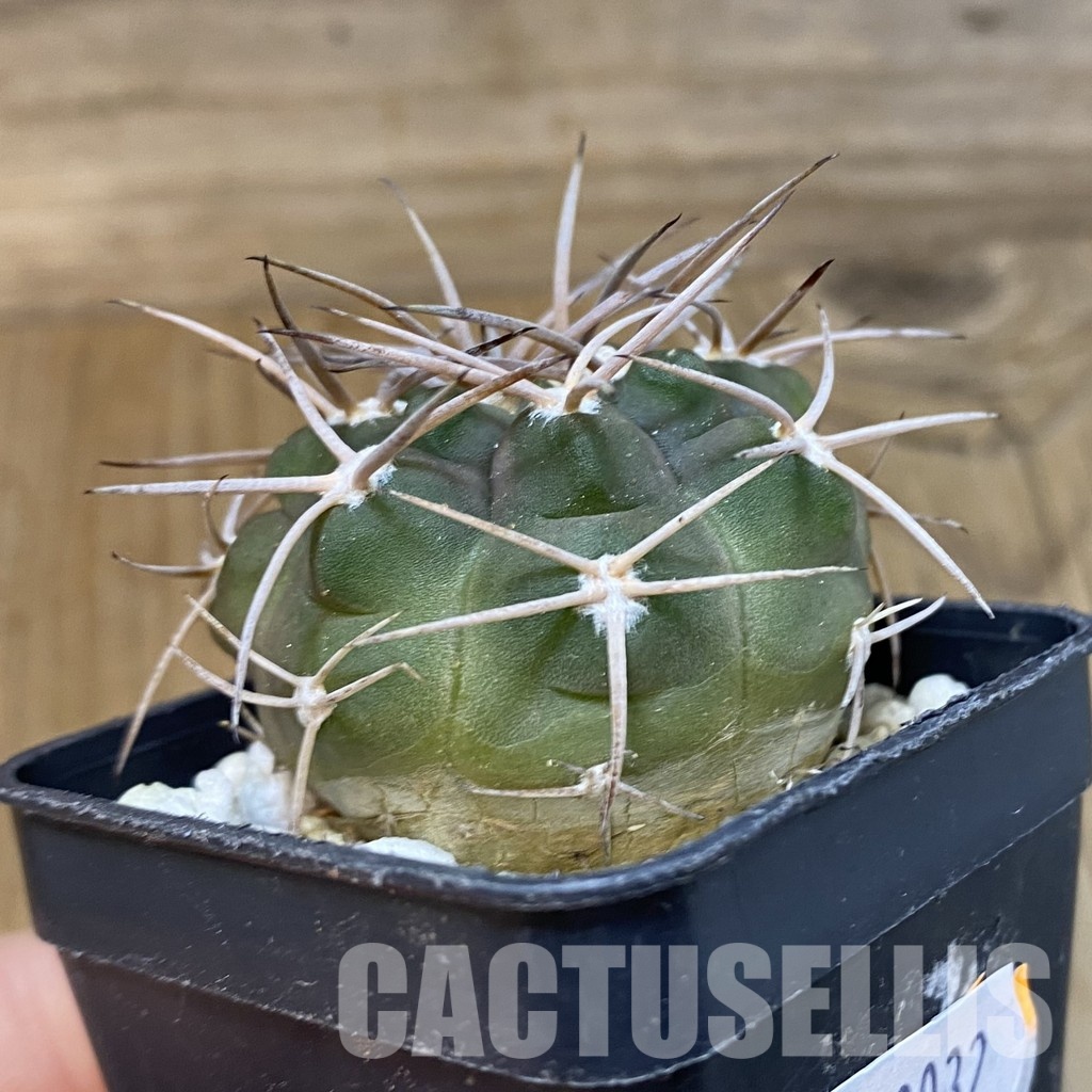 SH29032 Gymnocalycium nidulans VG 199 - Image 2