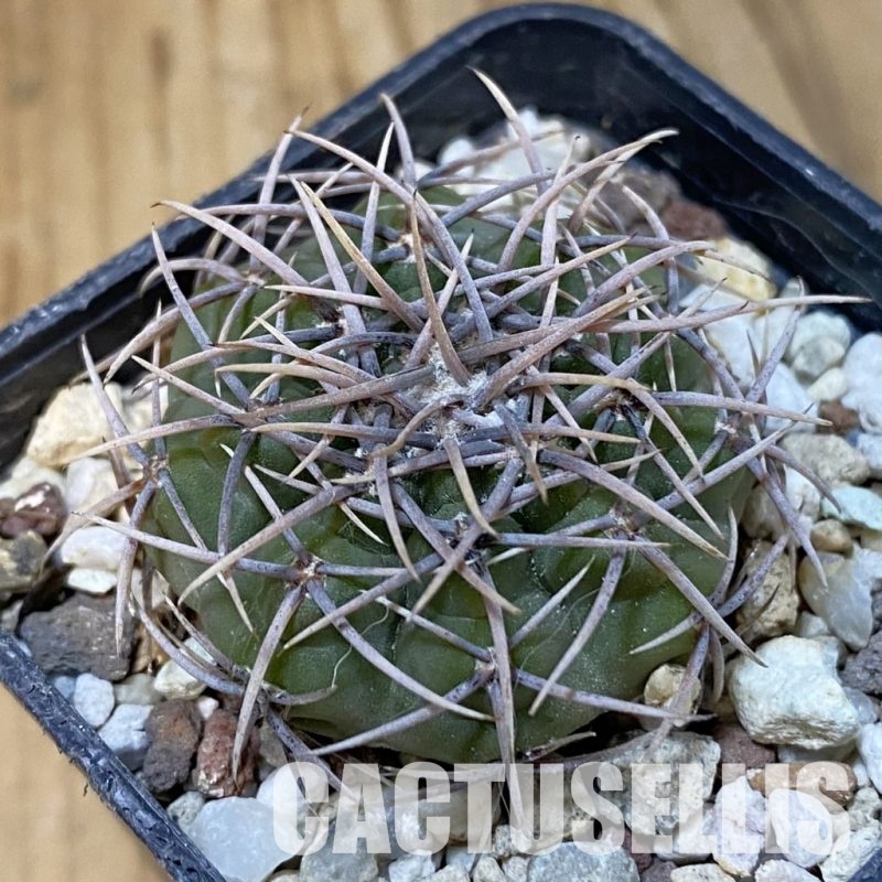SH29033 Gymnocalycium ferocior STO 866