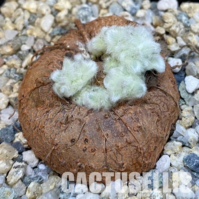 SH29104 Sinningia leucotricha