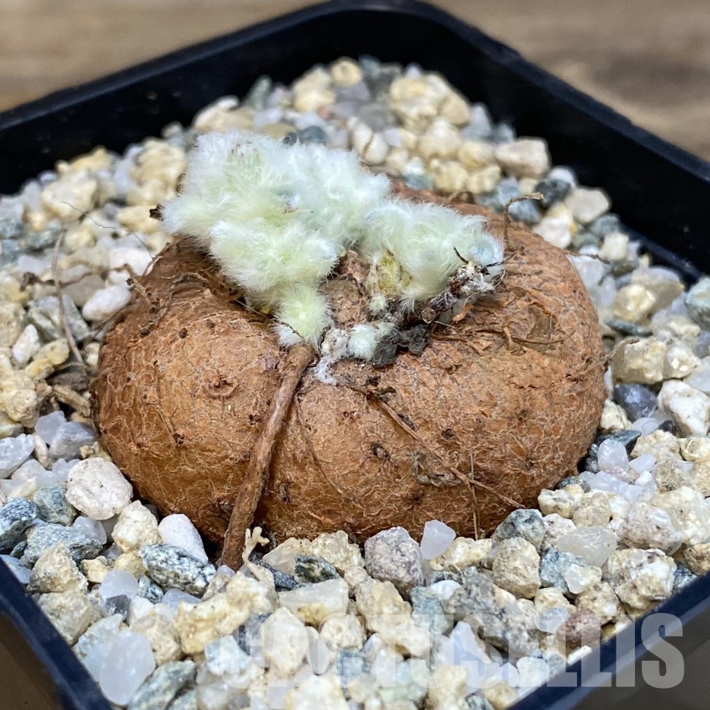 SH29104 Sinningia leucotricha - Image 2