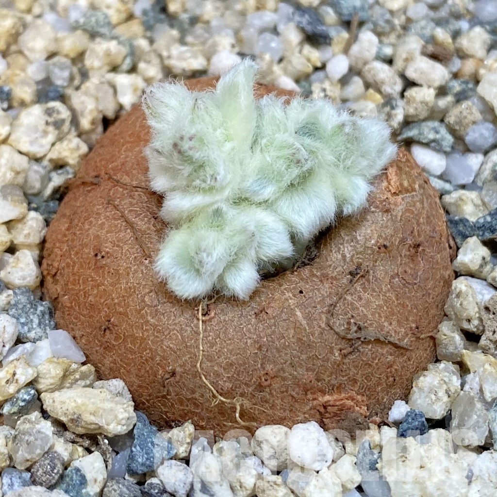 SH29105 Sinningia leucotricha