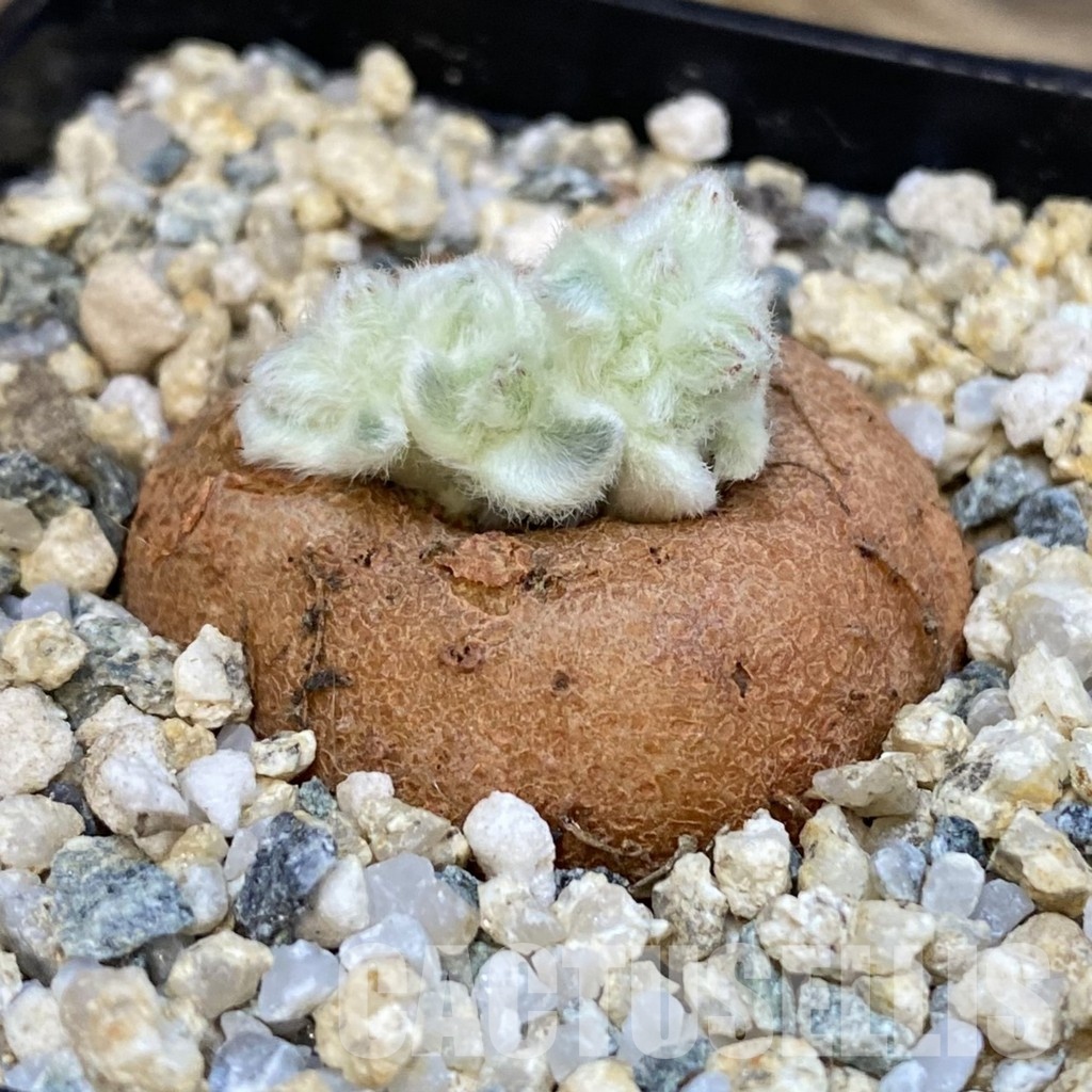 SH29105 Sinningia leucotricha - Image 2