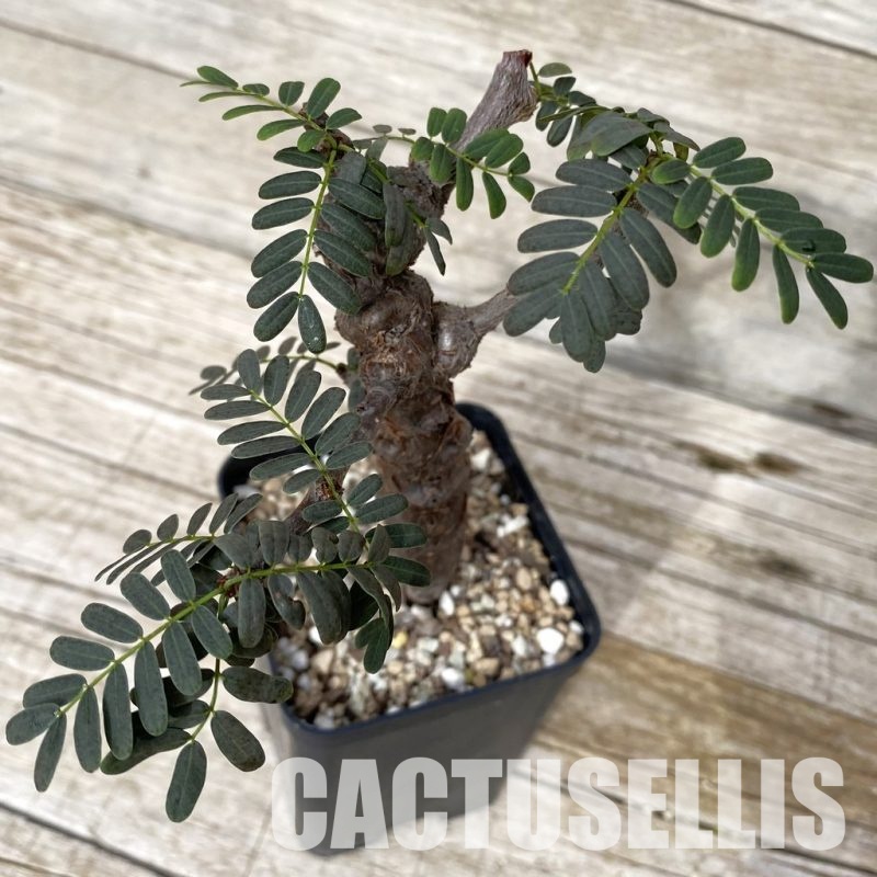 SH29106 Senna meridionalis