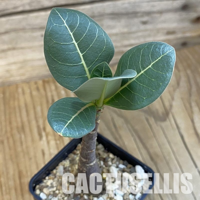 SH29107 Adenium arabicum ‘Black Body’