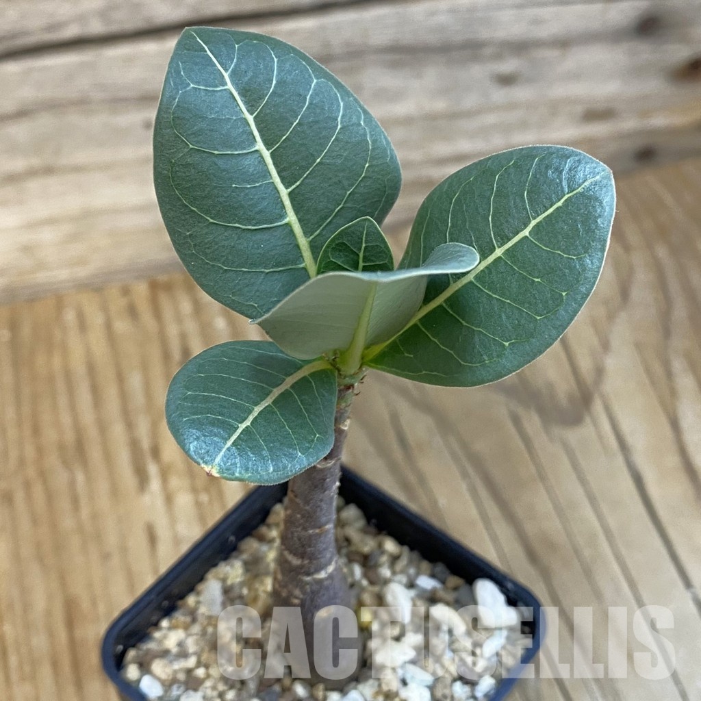 SH29107 Adenium arabicum ‘Black Body’