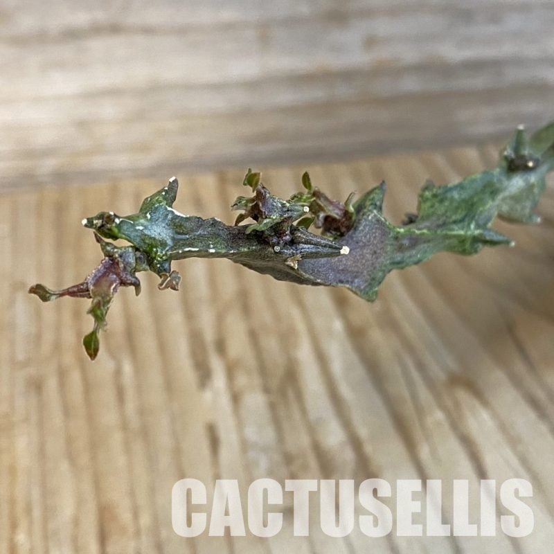 SH29078 Ceropegia simoneae ‘Green Form’