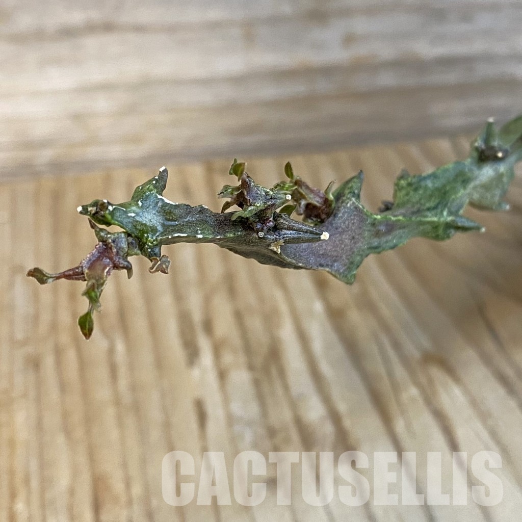 SH29078 Ceropegia simoneae ‘Green Form’