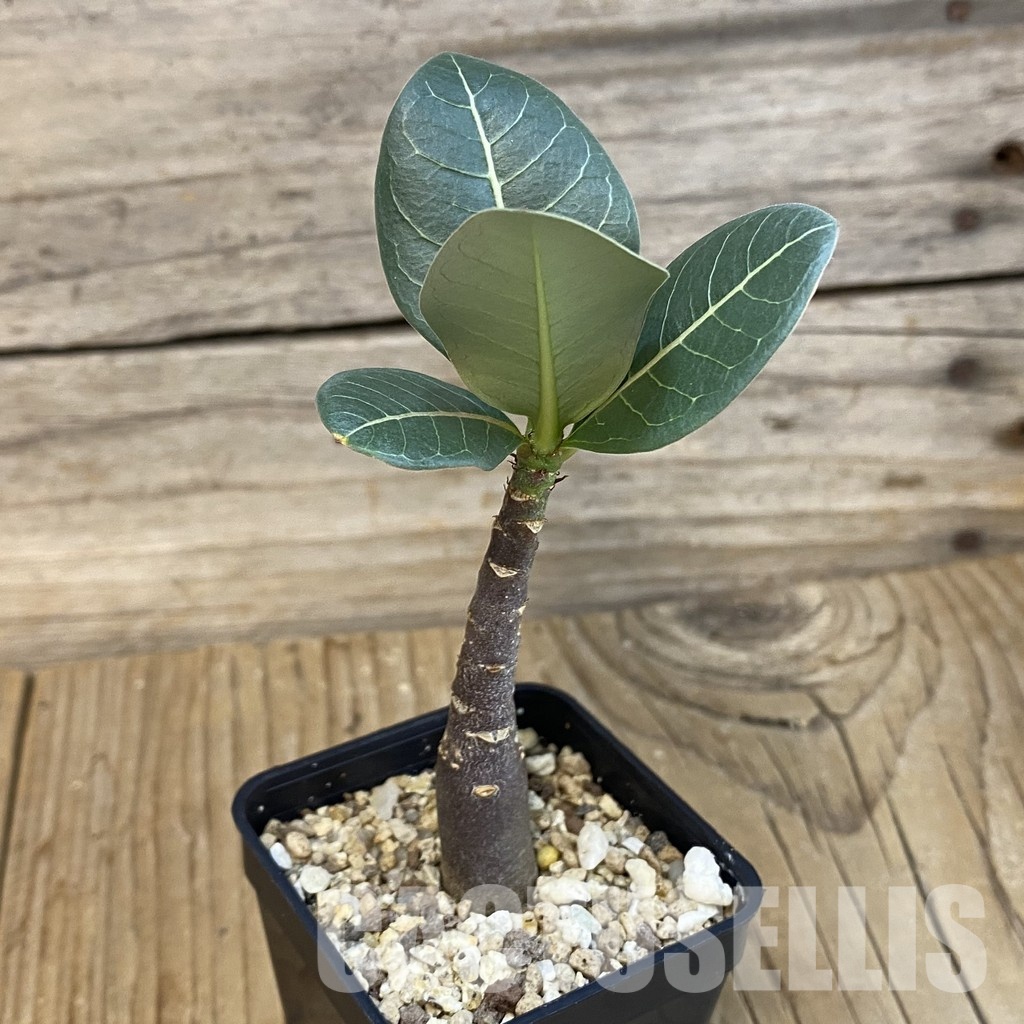 SH29107 Adenium arabicum ‘Black Body’ - Image 2