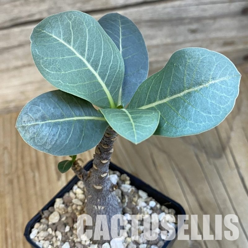 SH29108 Adenium arabicum ‘Black Body’