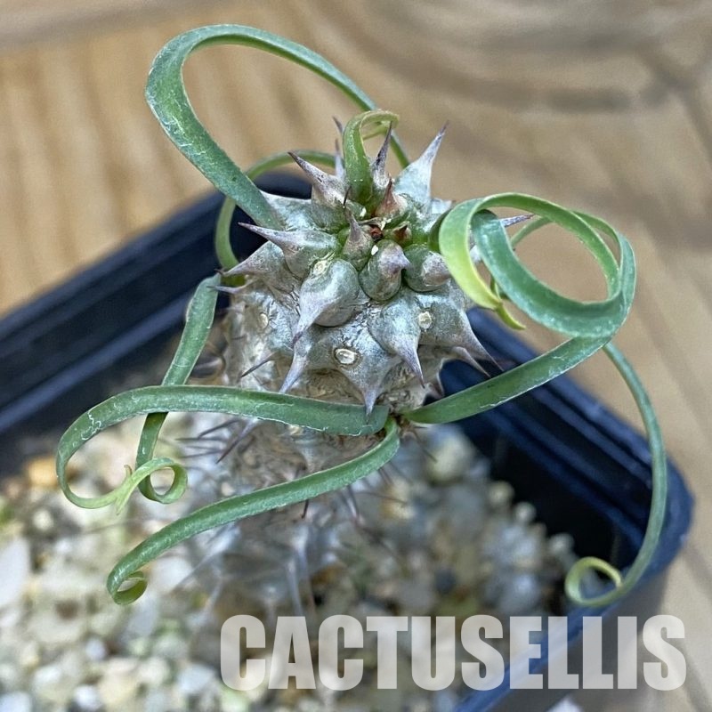 SH29109 Euphorbia gottlebei